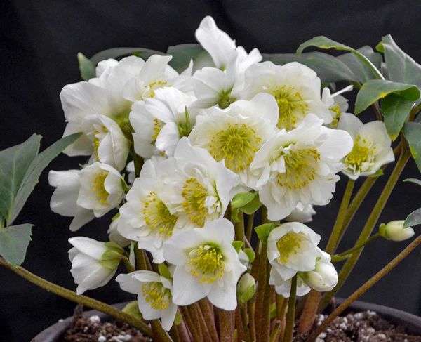 a potted plant with white flowers and green leaves