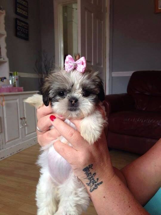 a woman holding a small white and black dog in her hands with a pink bow on it's head