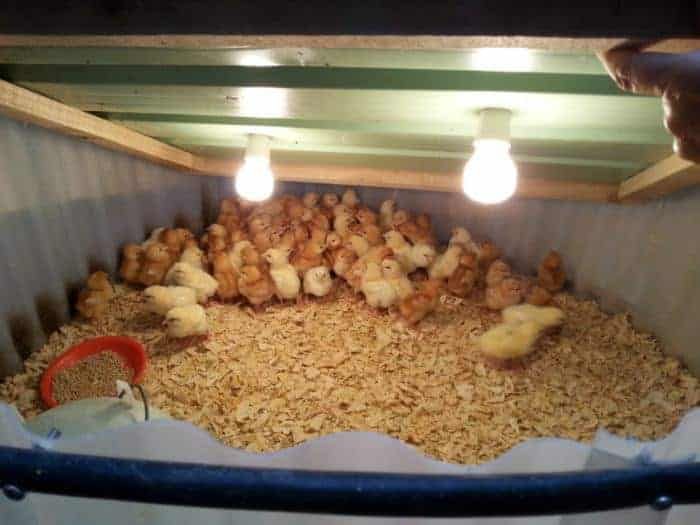 a container filled with lots of chicken in it's food storage area at night