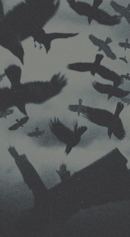 black and white photograph of birds flying in the air with their shadows on the ground