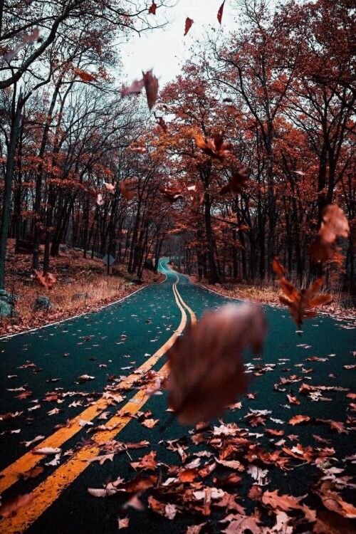 an empty road surrounded by trees with leaves on the ground and falling from their branches