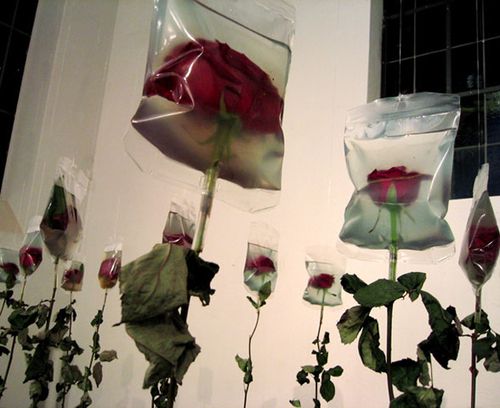 several fake roses are wrapped in plastic bags and placed on the wall next to each other