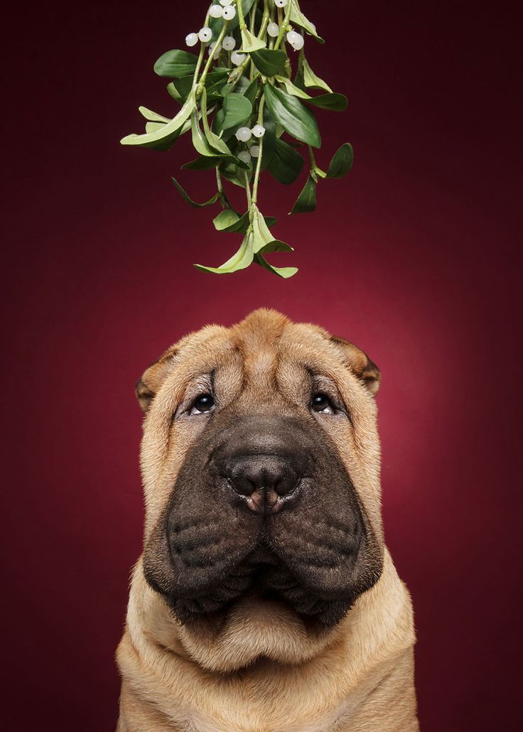 a dog with its head on top of a plant hanging from it's mouth