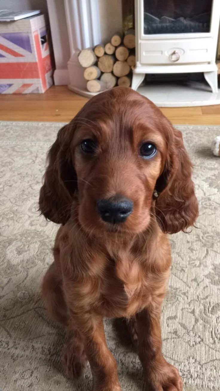 a small brown dog sitting on top of a carpet