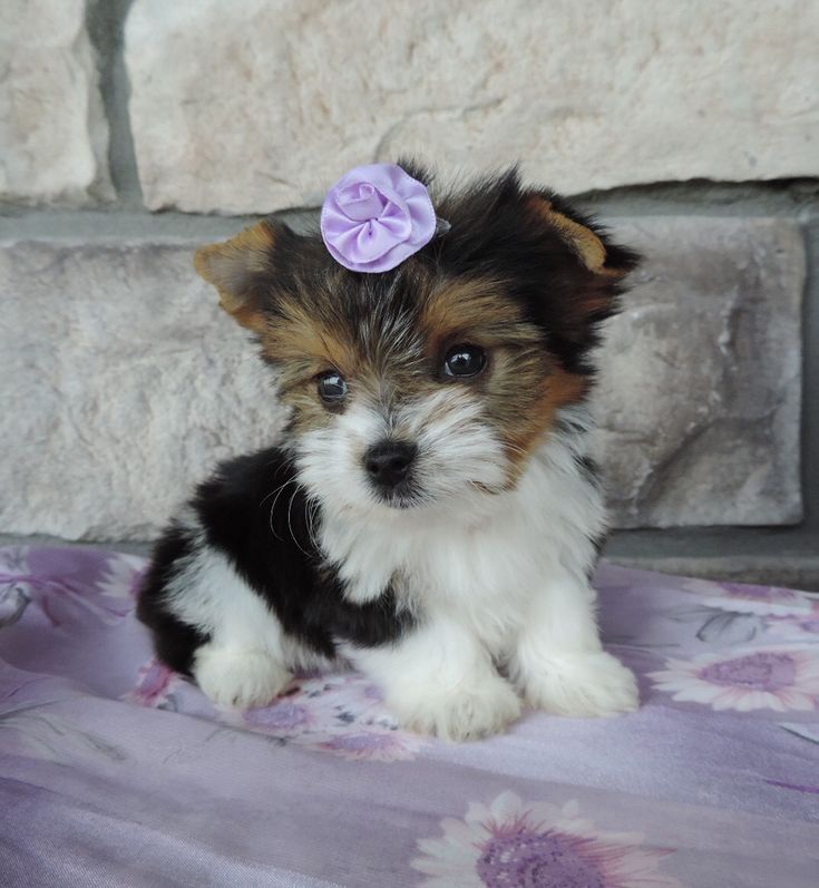 a small dog with a purple bow on its head sitting next to a brick wall