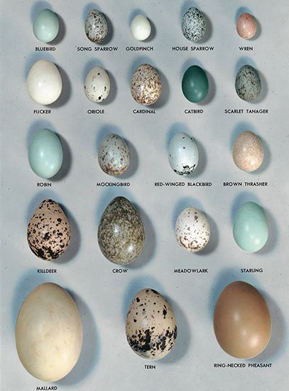 an image of different types of eggs that are in the same egg size and shape