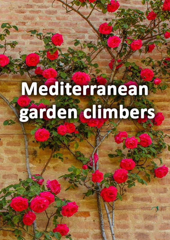 red roses growing on the side of a brick building with text overlay that reads mediterranean garden climbers