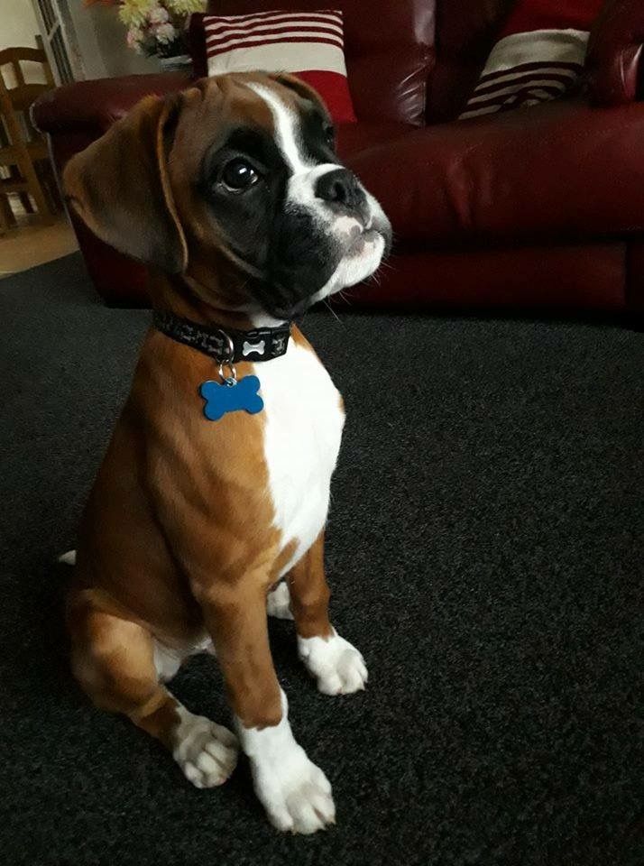 a brown and white dog sitting on top of a black carpet