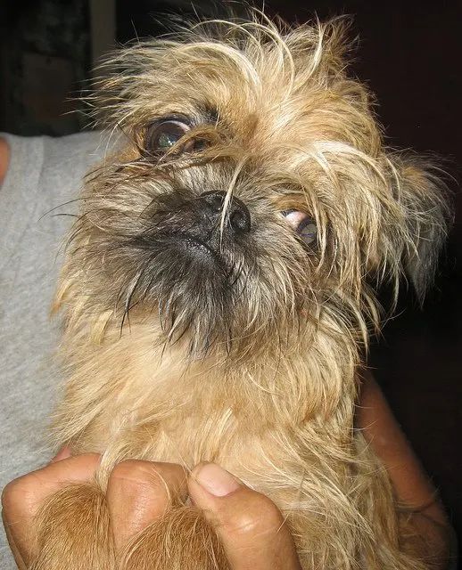 a person holding a small dog in their hands