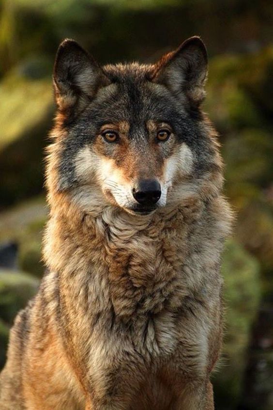 a close up of a wolf on a field with grass and trees in the background