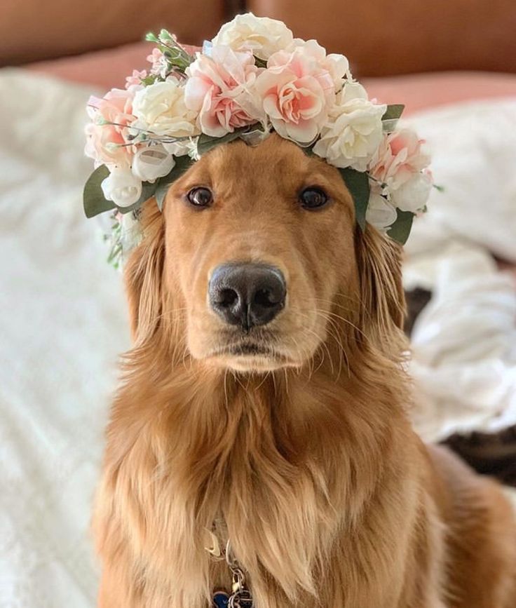 a golden retriever wearing a flower crown on its head, sitting on a bed