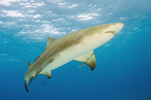 a shark swimming in the ocean with its mouth open