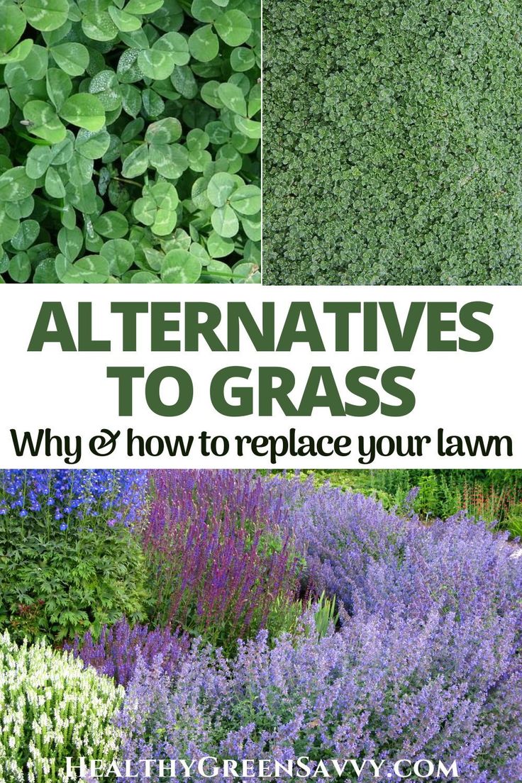 different types of plants with text overlay that says alternatives to grass