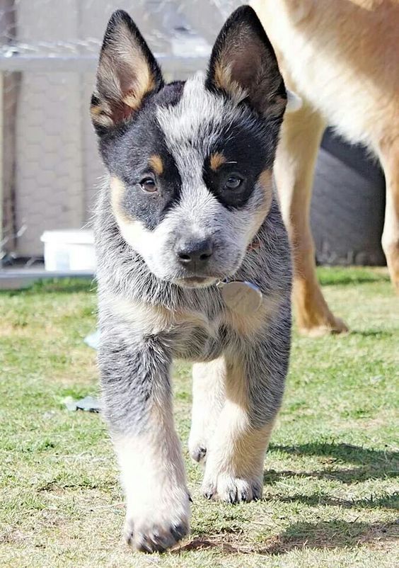 a dog is walking on the grass with another dog behind him in the back yard