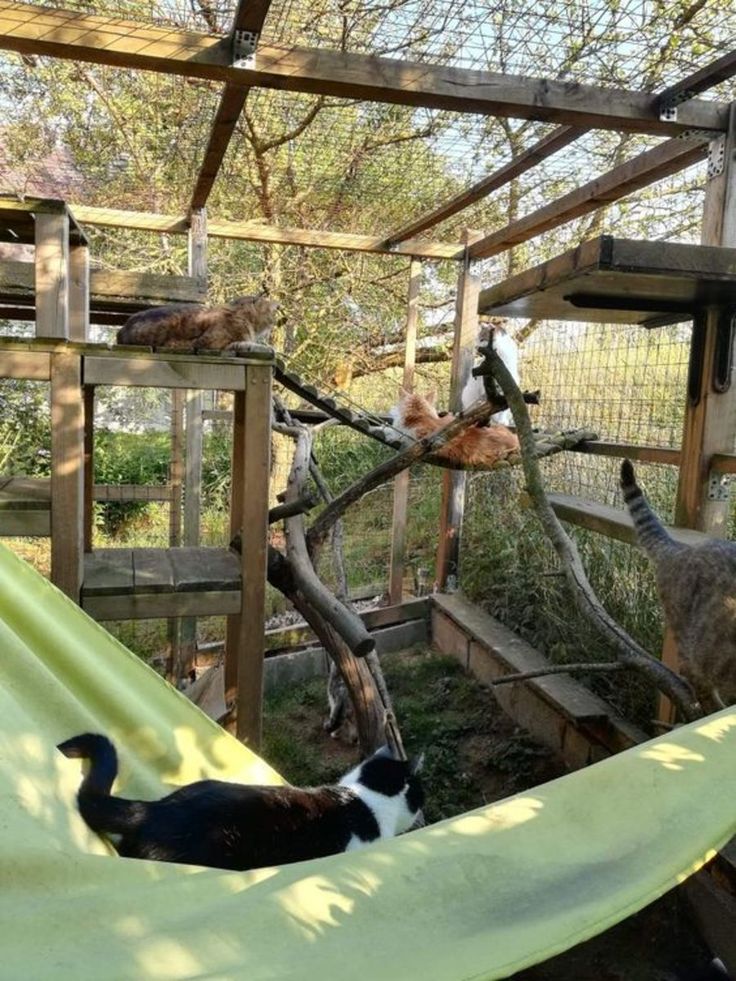 two cats playing in a hammock with another cat