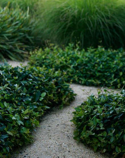 there is a dog that is standing in the grass near some bushes and plants on the ground