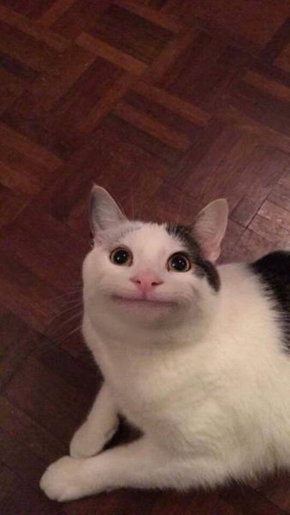 a black and white cat laying on top of a wooden floor