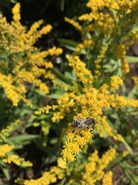 a bee is sitting on some yellow flowers