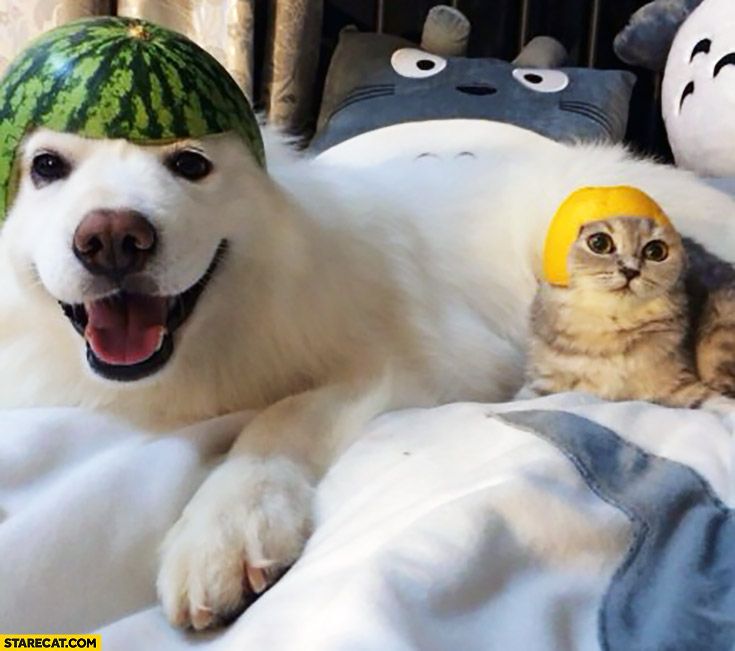 a white dog laying on top of a bed next to a watermelon hat