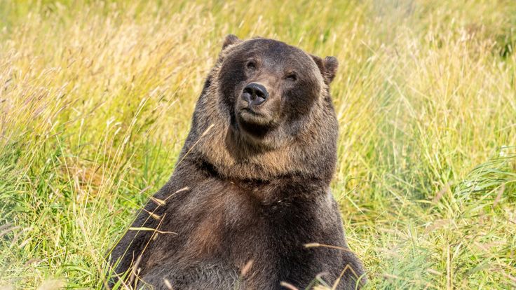 Alaska Wildlife Conservation Center