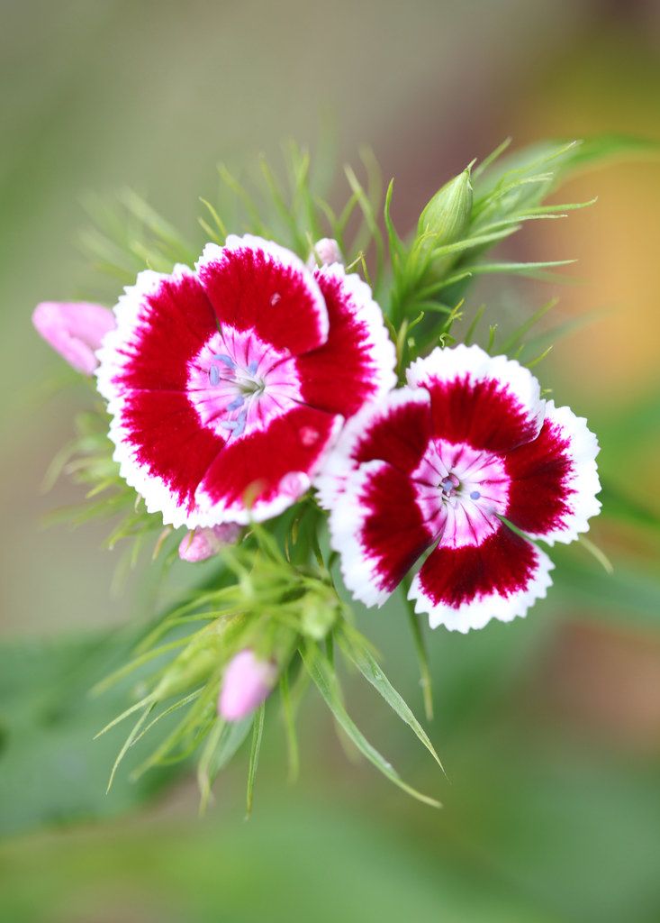 two red and white flowers with green stems