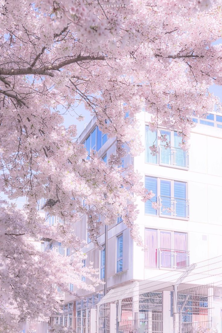 a large white building sitting next to a tree filled with pink flowers