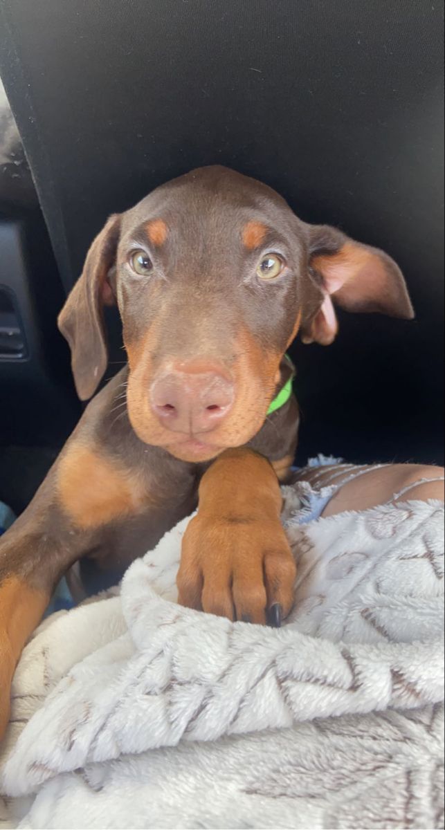 a brown and black dog laying on top of a blanket in the back of a car