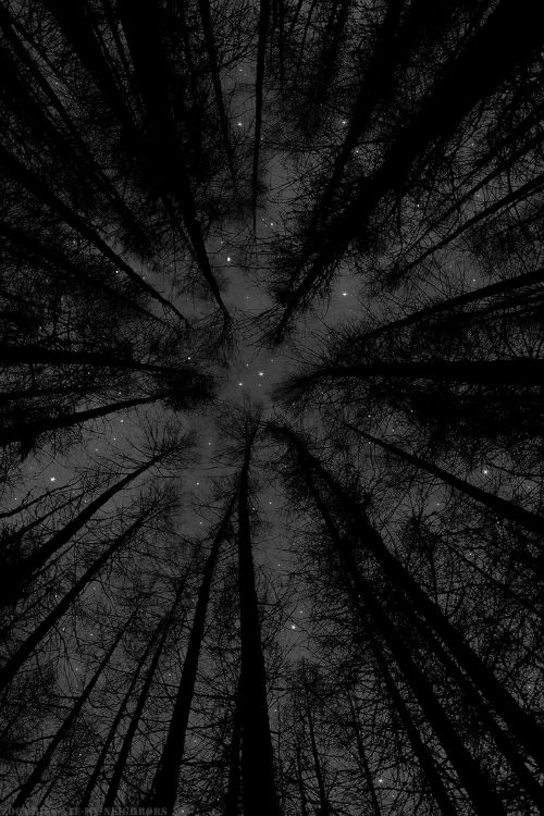 looking up at the night sky through tall trees