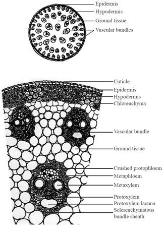 the structure of an animal cell