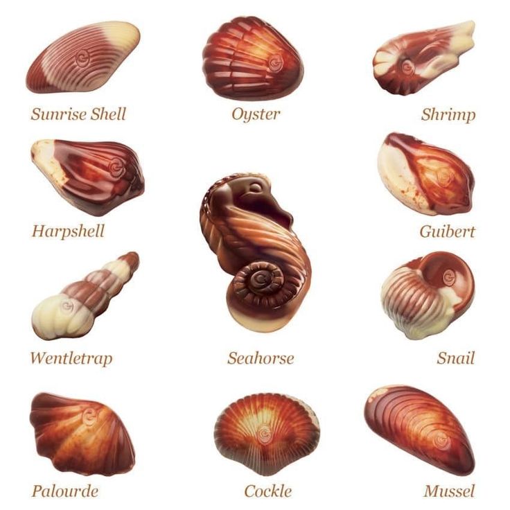 the different types of sea shells are shown