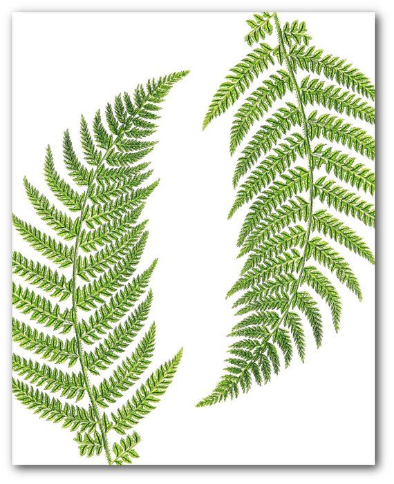 two green leaves are shown against a white background with the words, fern on it