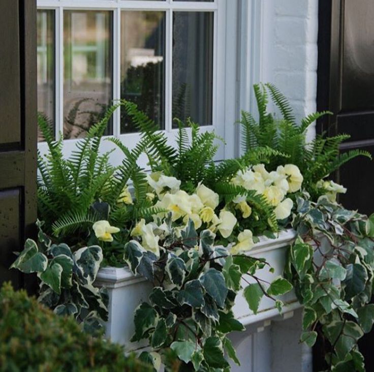 some white flowers and green plants in front of a window sill with two windows