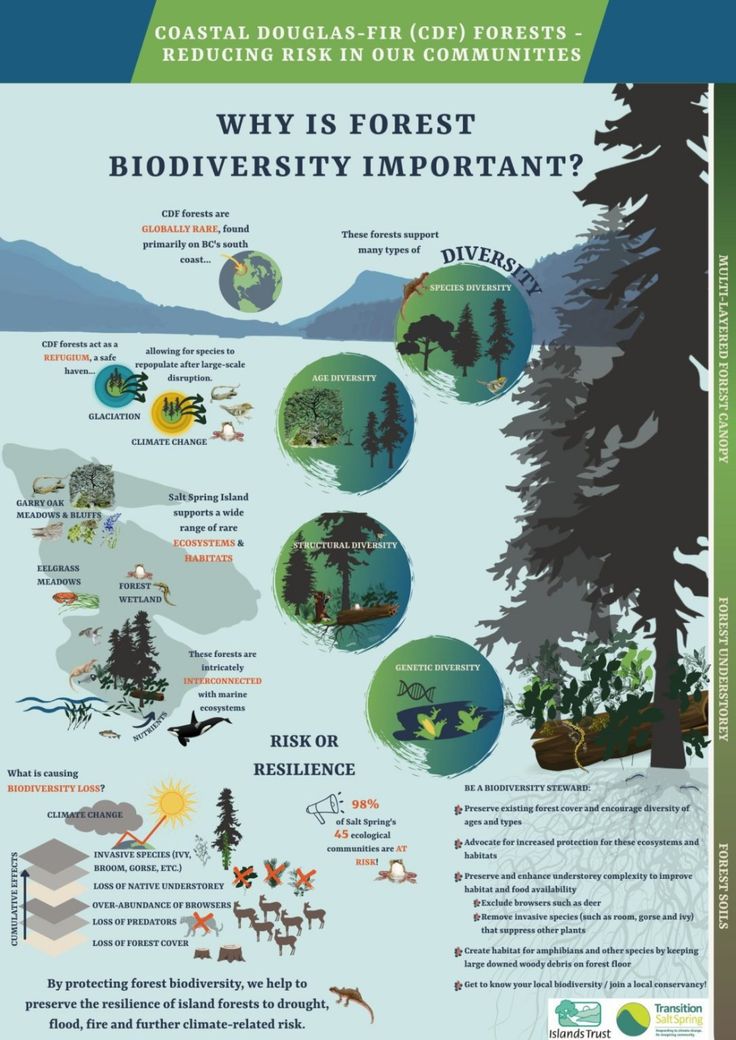 an info poster showing the different types of trees and how they are used to describe them