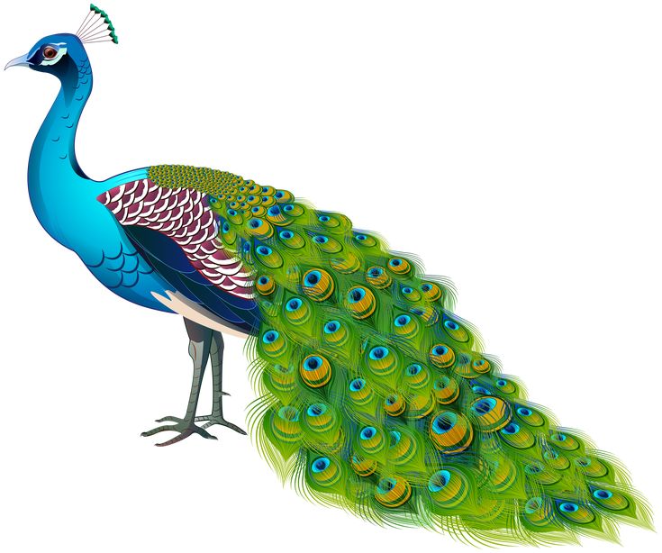 a blue and green peacock with feathers spread out