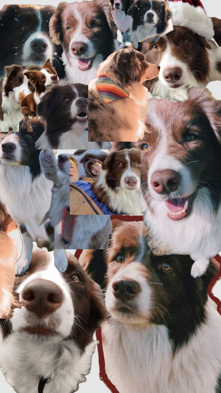 a collage of dogs with different facial expressions and hair colors, all looking up at the camera