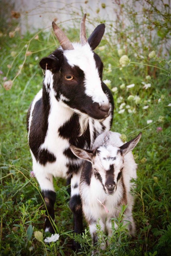 two goats standing next to each other in the grass