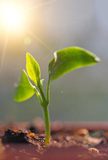 a small green plant sprouts from the ground in front of the sun,