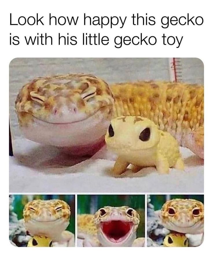 an image of a gecko and its baby in the same photo with caption that reads, i am here to uplift