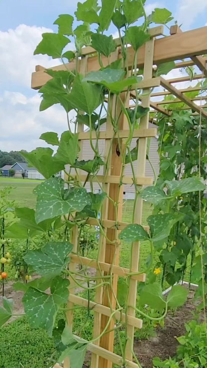 a wooden trellis with green plants growing on it