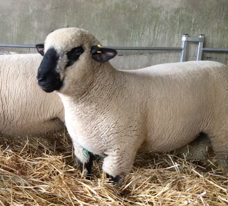 two sheep standing next to each other in hay