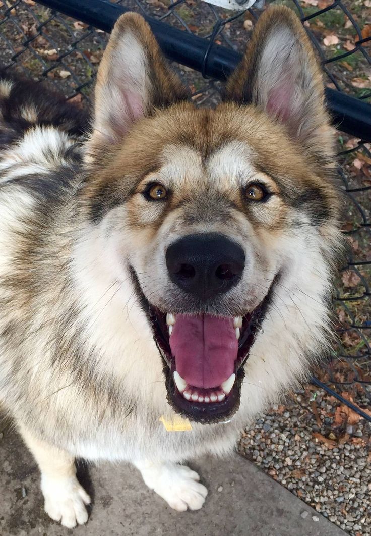 a close up of a dog with it's mouth open and tongue hanging out