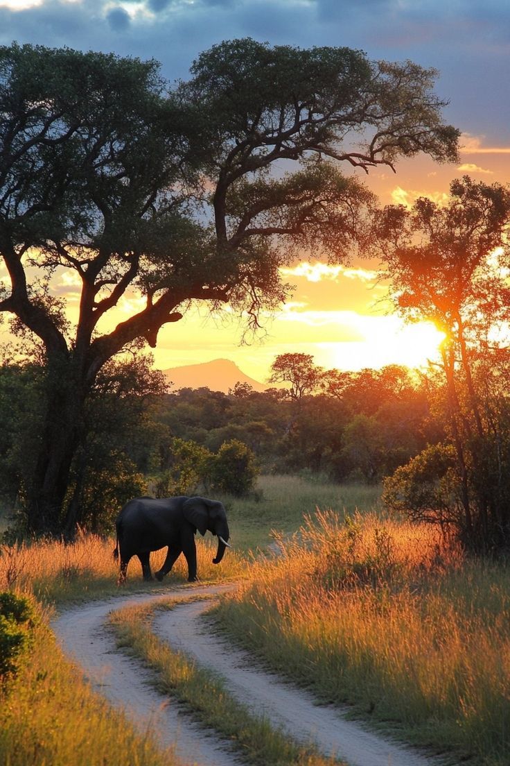 an elephant walking down a dirt road in front of a tree with the sun setting behind it