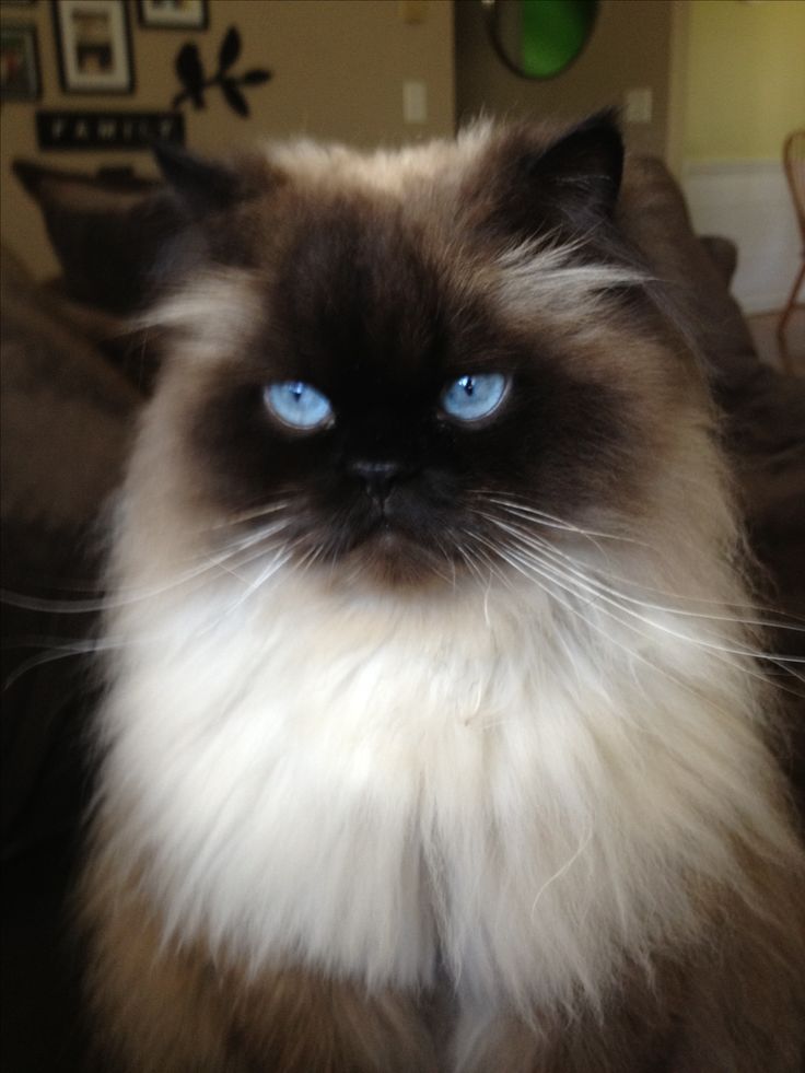 a close up of a cat with blue eyes on a couch in a living room