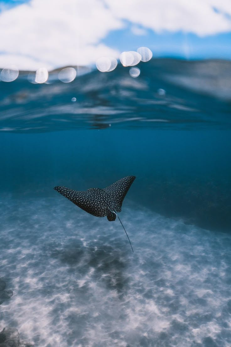 a manta ray swimming in the ocean