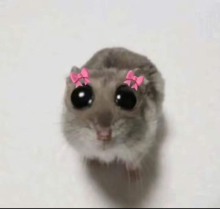 a small hamster with pink bows on its head and eyes looking up at the camera