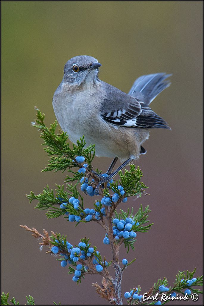 a bird sitting on top of a tree branch with blue berries around its neck and wings