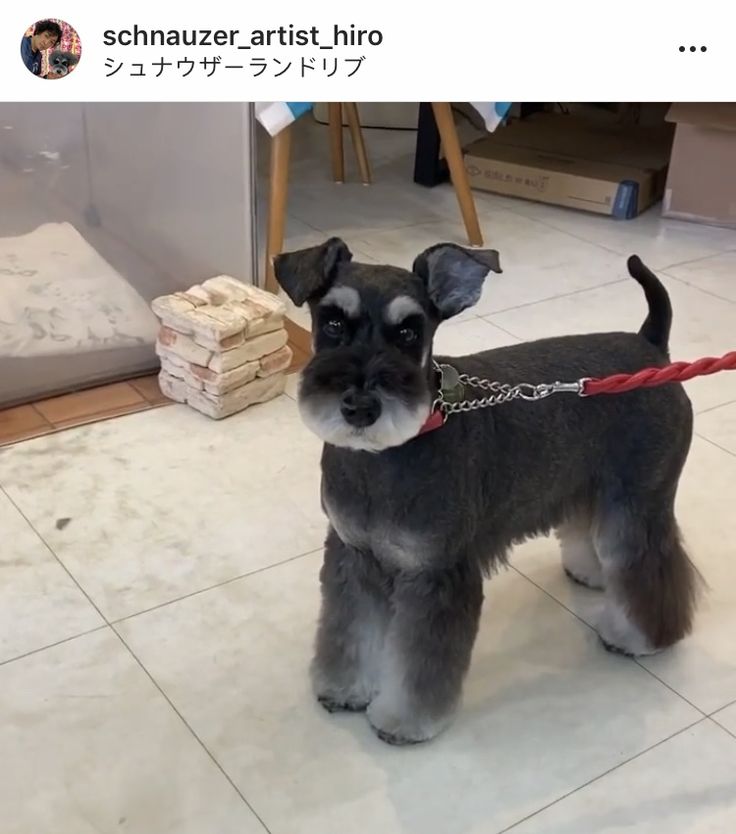 a small black and gray dog on a red leash