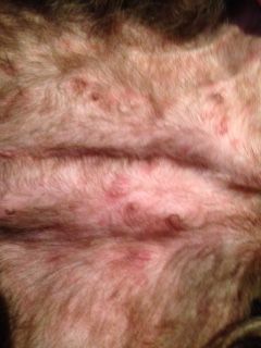 the back of a man's head with white hair and brown spots on it