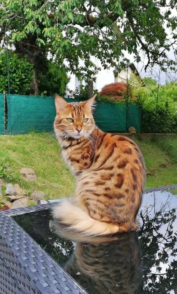 a cat sitting on the hood of a car with its reflection in the wet surface