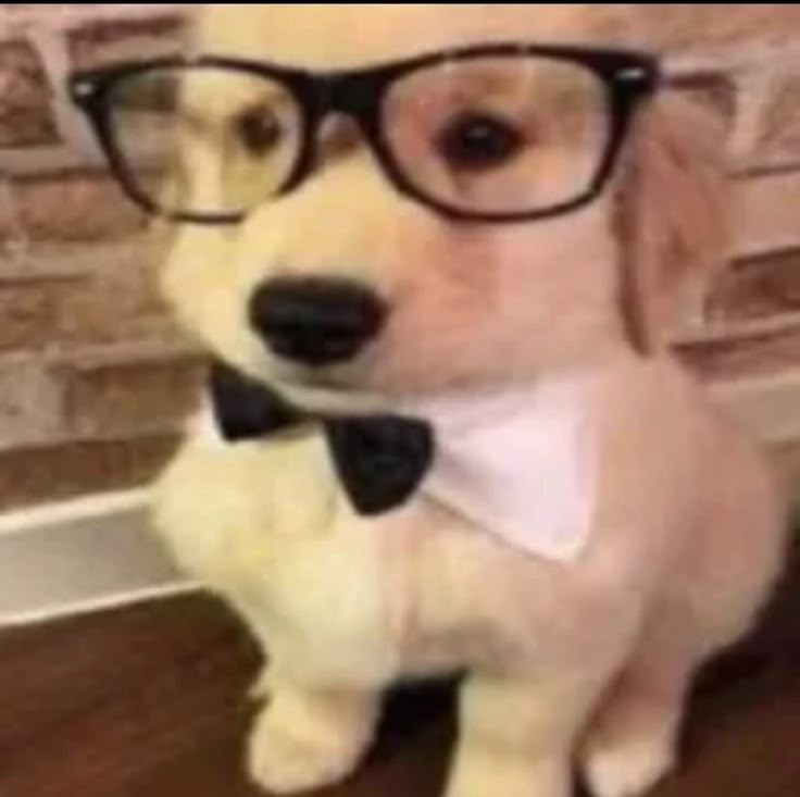 a dog with glasses and a bow tie sitting on the floor in front of a brick wall